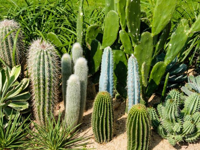Cactus - Cactaceae from Gateway Garden Center