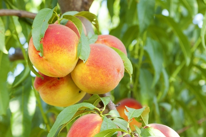 Bonanza Peach - Prunus persica 'Bonanza' from Gateway Garden Center