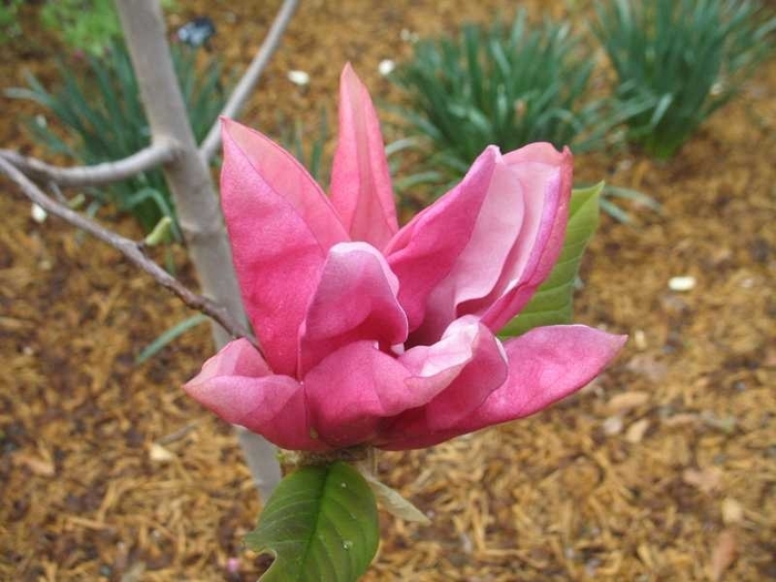 'Daybreak' Magnolia - Magnolia x 'Daybreak' from Gateway Garden Center