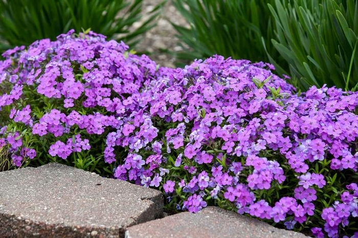 Spring Purple Moss Phlox - Phlox subulata 'Spring Purple' from Gateway Garden Center