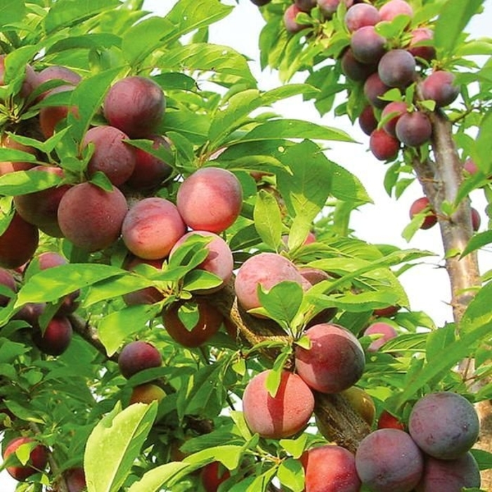 Methley Japanese Plum - Prunus salicina 'Methley' (Japanese Plum) from Gateway Garden Center