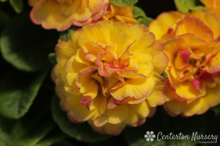 Belarina® Nectarine Primrose - Primula vulgaris 'Nectarine' from Gateway Garden Center