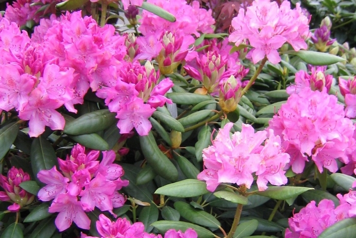 English Roseum Rhododendron - Rhododendron 'English Roseum' from Gateway Garden Center