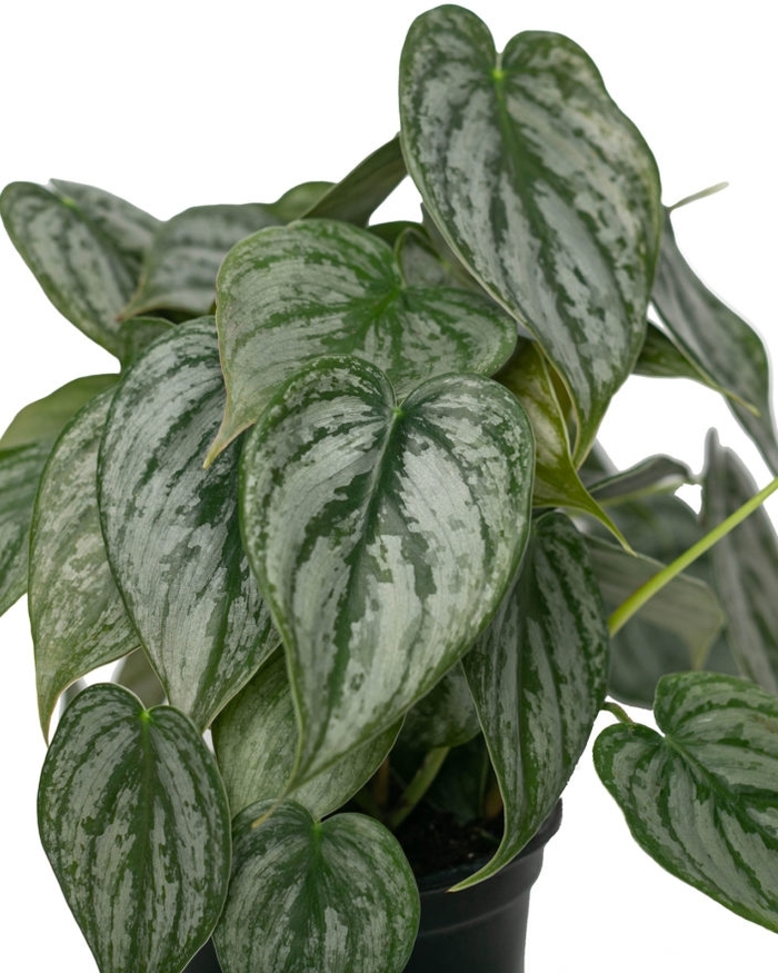 Silver Leaf Philodendron - Philodendron brandtianum from Gateway Garden Center