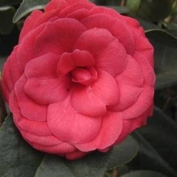 Arctic Rose Camellia - Camellia x 'Arctic Rose' from Gateway Garden Center
