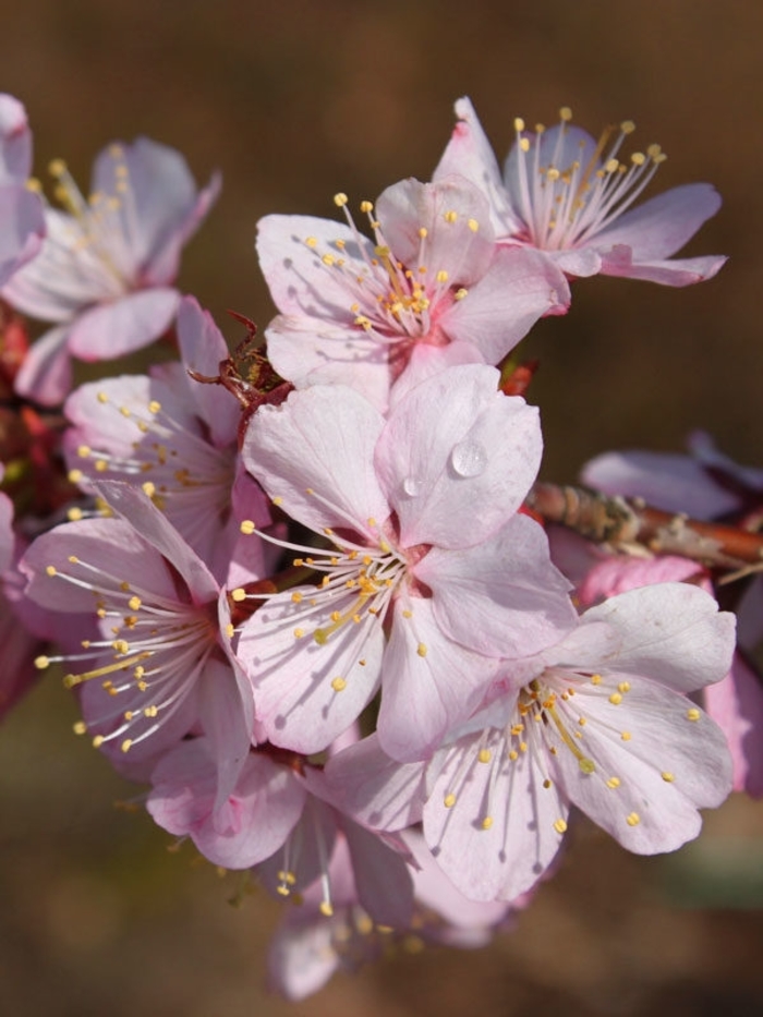 Pink Flair® Cherry - Prunus sargentii 'Pink Flair' from Gateway Garden Center