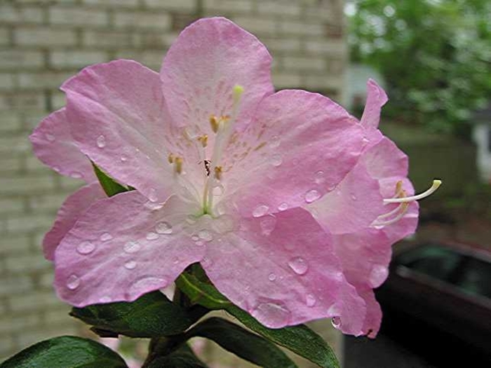 'Day Spring' Rhododendron - Rhododendron x 'Day Spring' from Gateway Garden Center