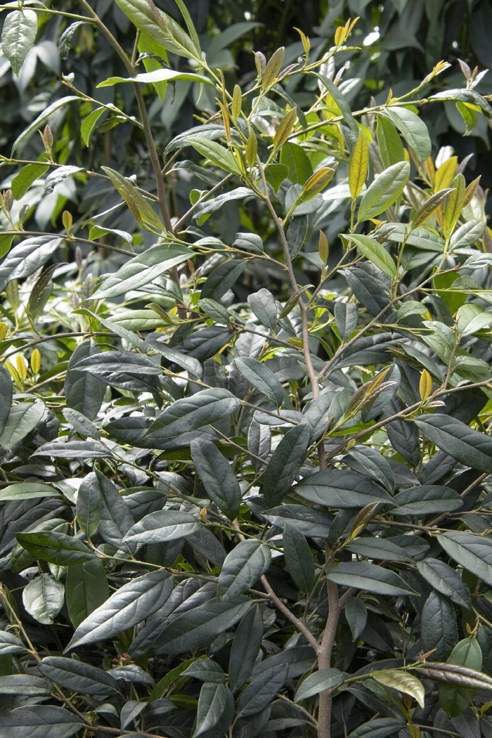 Winterfell™ Chinese Fighazel - Sycopsis sinensis 'Winterfell' from Gateway Garden Center