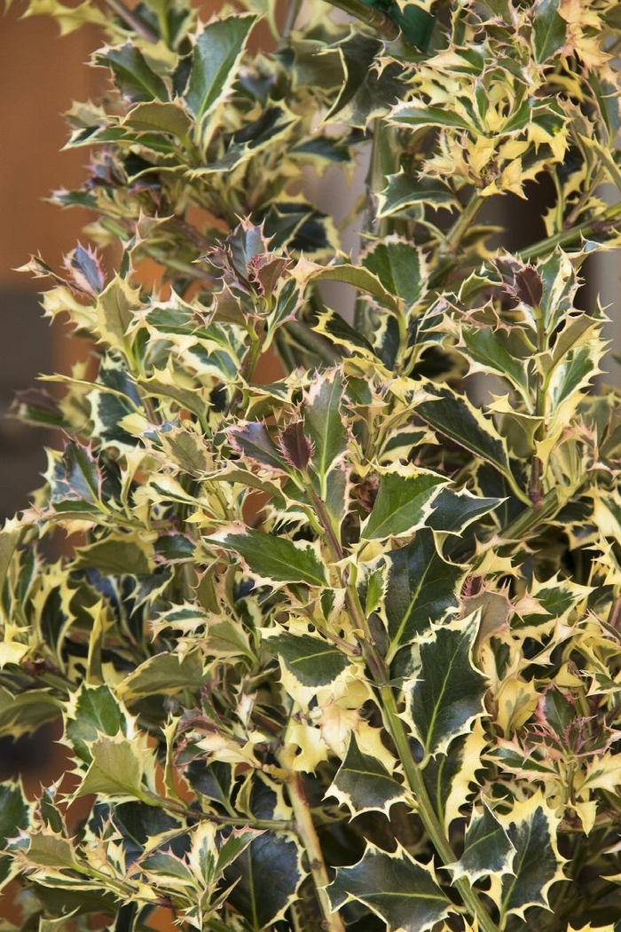 Variegated English Holly - Ilex aquifolium 'Argentea Marginata' from Gateway Garden Center