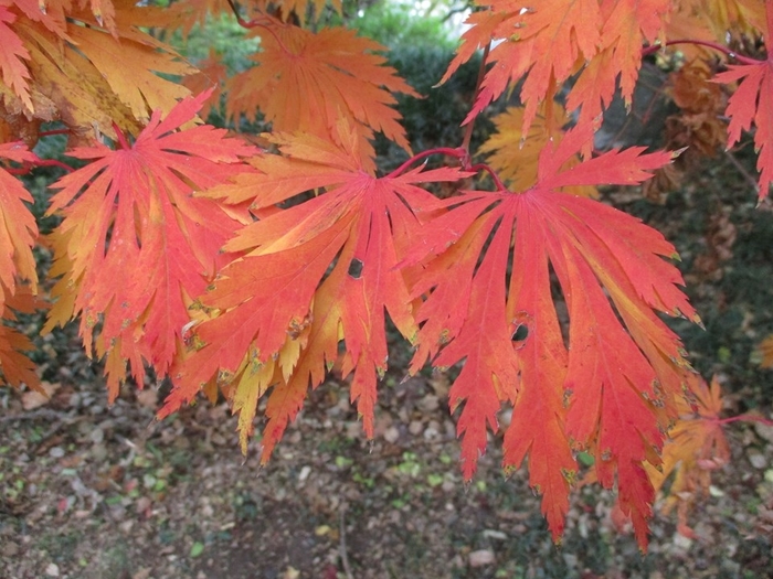 Japanese Maple - Acer japonicum 'Aconitifolium' from Gateway Garden Center