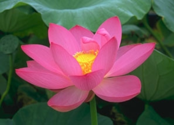 Lotus 'Sunflower' - Nelumbo nucifera from Gateway Garden Center