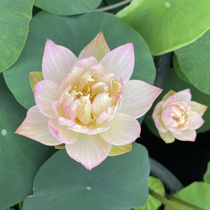 Lotus - Nelumbo 'Oriole Out Of Water' from Gateway Garden Center