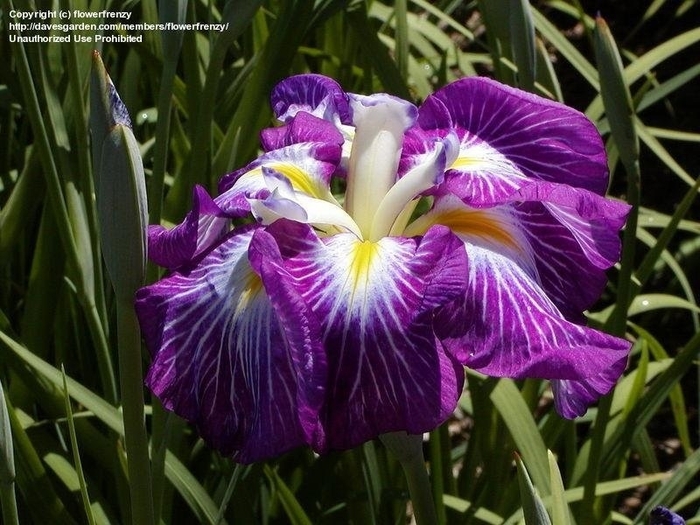 Japanese Iris 'Hue and Cry' - Iris ensata 'Hue and Cry' from Gateway Garden Center
