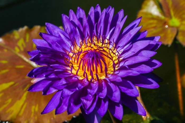 Tropical Water Lily - Nymphea 'Tanzanite' from Gateway Garden Center