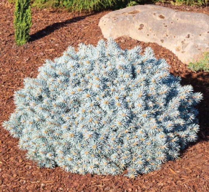 Moonstone Globe Blue Spruce - Picea pungens 'Moonstone' from Gateway Garden Center