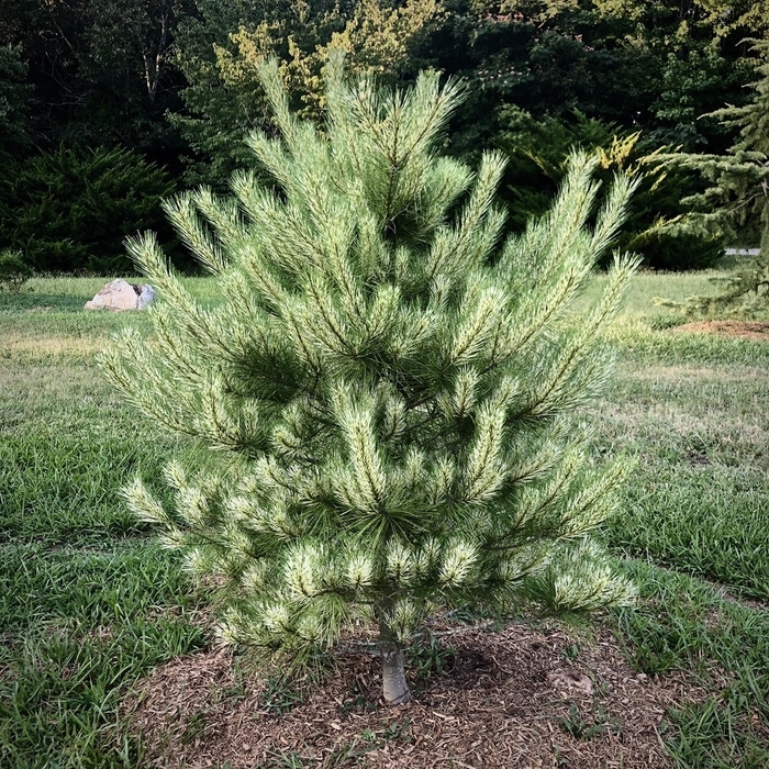 Japanese Red Pine - Pinus densiflora 'Burkes Red Variegated' from Gateway Garden Center