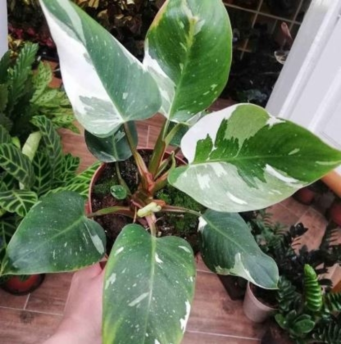 White Princess Philodendron - Philodendron erubescens from Gateway Garden Center