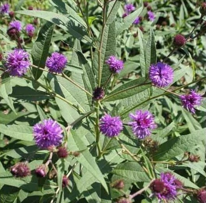 Arkansas Ironweed - Vernonia arkansana aka crinita from Gateway Garden Center