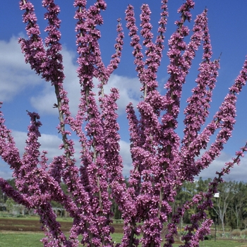 Cercis chinensis 'Kay's Early Hope' - Chinese Redbud