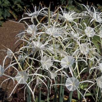 Hymenocallis caroliniana - Carolina Spider Lily