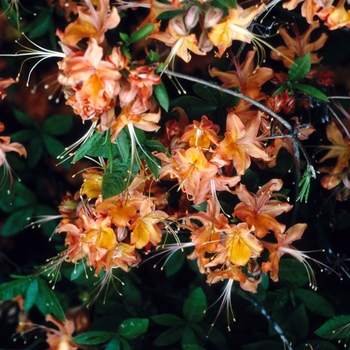 Rhododendron x 'Klondyke' - Klondyke Azalea