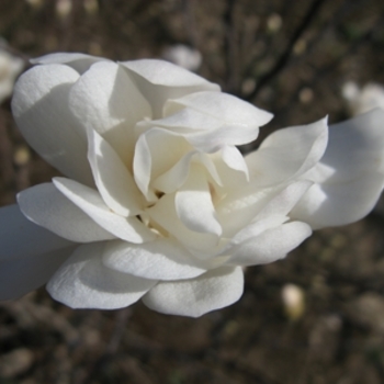 Magnolia stellata 'Royal Star' - Royal Star Magnolia