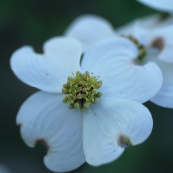 Cornus florida 'Plena' - Flowering Dogwood