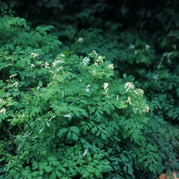 Corydalis ochroleuca - White Corydalis
