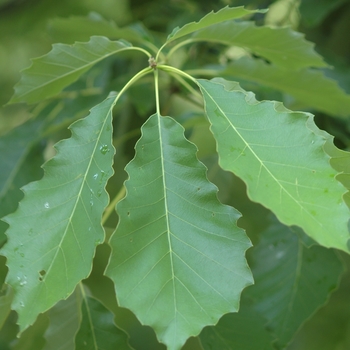Quercus muehlenbergii - Chinkapin Oak