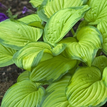 Hosta 'Stained Glass' - Stained Glass Hosta