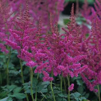 Astilbe chinensis 'Vision in Red' - Vision in Red Astilbe