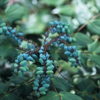 Mahonia bealei - Oregon Grape Holly