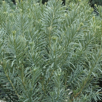 Cephalotaxus harringtonia 'Fastigiata' - Japanese Plum Yew