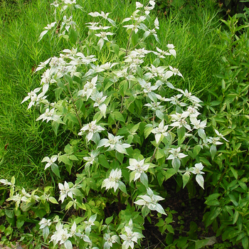 Pycnanthemum muticum - Short-toothed Mountain Mint