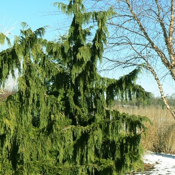 Chamaecyparis nootkatensis 'Pendula Select' - Weeping Alaskan Cedar
