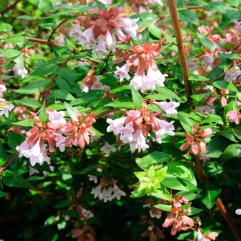 Abelia x grandiflora 'Edward Goucher' - Edward Goucher Abelia