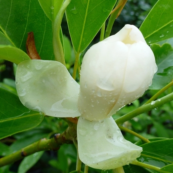 Magnolia virginiana 'Moon Glow' - Moonglow Sweetbay Magnolia