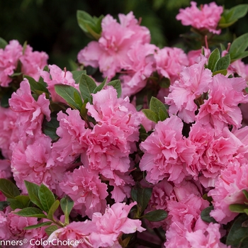 Rhododendron hybrid - Bloom-A-Thon® Pink Double