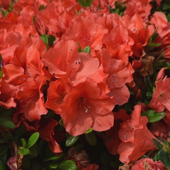 Rhododendron hybrid - Encore® Autumn Sunset™