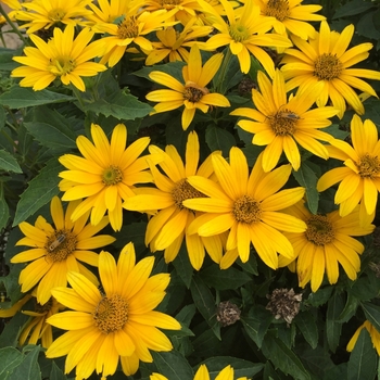 Heliopsis helianthoides - Tuscan Gold™