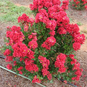 Lagerstroemia hybrid - Enduring™ Red Crapemyrtle