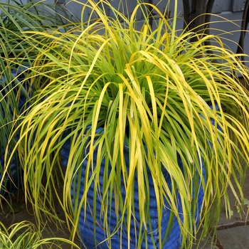 Carex EverColor® 'Everillo' - Japanese Sedge 'Everillo'
