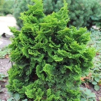 Chamaecyparis obtusa 'Nana Gracilis' - Dwarf Hinoki False Cypress