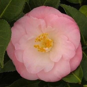 Camellia Japonica 'April Remembered' - Spring Blooming Camellia