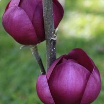 Magnolia x 'Black Tulip' - Black Tulip Magnolia