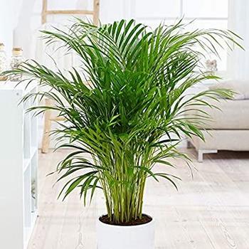 Dypsis lutescens - Areca Palm 