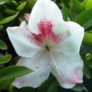 Rhododendron satsuki 'Gyokushin' - Gyokushin Azalea