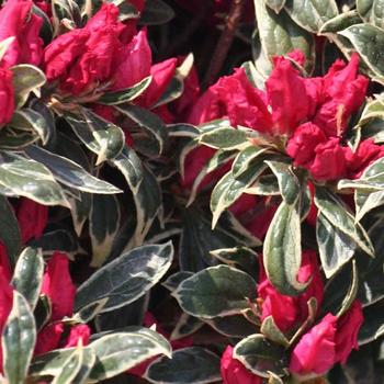 Rhododendron x 'Silver Sword' - Variegated Evergreen Azalea