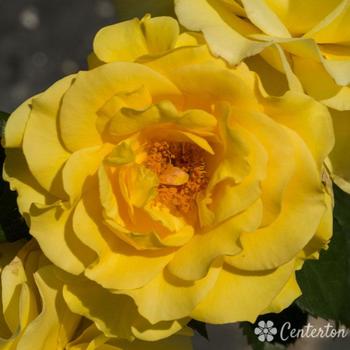 Rosa 'Sparkle and Shine' - Floribunda Rose