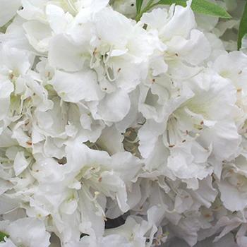 Rhododendron 'Helen Curtis' - Helen Curtis Azalea